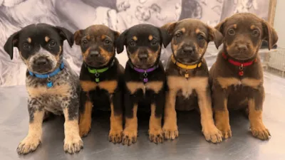 Bem-Estar Animal promove agenda de julho com serviços gratuitos e feira de adoção