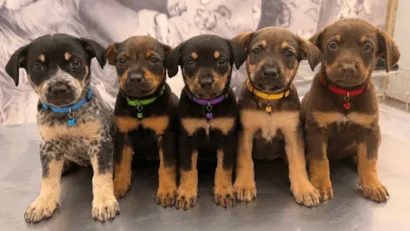 Bem-Estar Animal promove agenda de julho com serviços gratuitos e feira de adoção