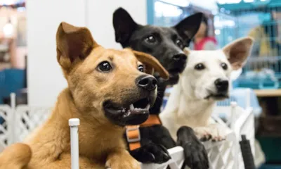 Nova Feira de Adoção de Cães e Gatos em Santo André