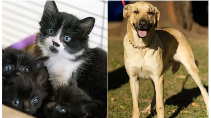 Feira de Adoção de Animais no Canil Municipal de São Carlos neste sábado, 18 de julho. Adote um cão ou gato e dê um novo lar a um animal resgatado.