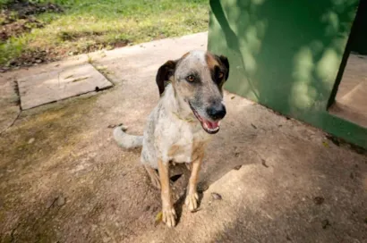 Feira de Adoção de Cães e Gatos na Festa Julina de Jundiaí