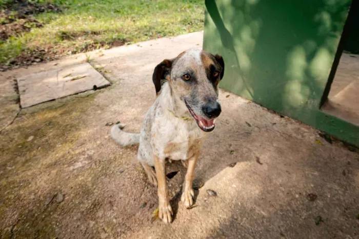 Participe da feira de adoção de cães e gatos na Festa Julina de Jundiaí nos dias 18, 19, 25 e 26 de julho. Adote um amigo com responsabilidade!