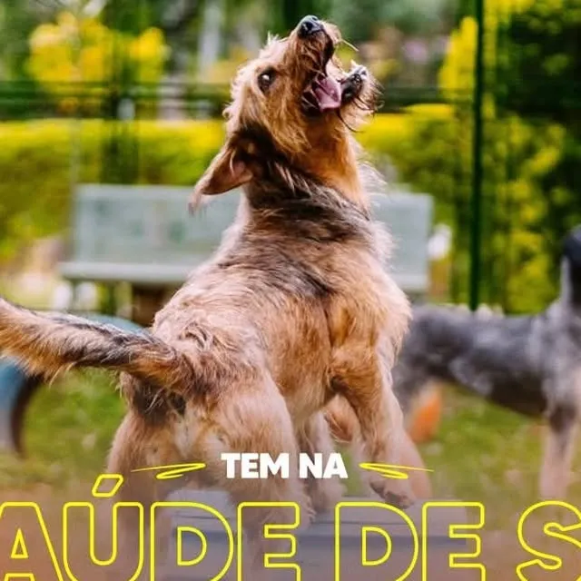 Participe da adoção de cães e gatos em São Paulo. Conheça o Centro Municipal de Adoção e ganhe um novo amigo!