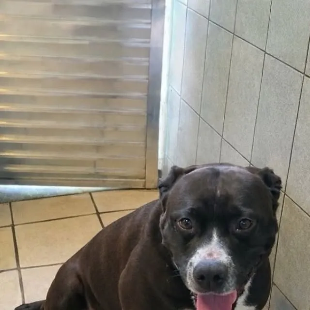 Adote um novo amigo no Abrigo Municipal! Cães e gatos esperam por você de segunda a sábado, das 9h às 16h.