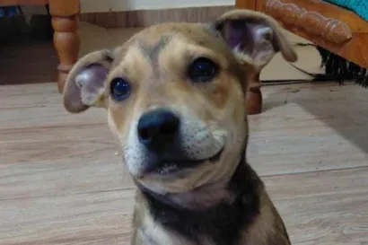Feira de Adoção de Animais no Maxi Shopping Jundiaí