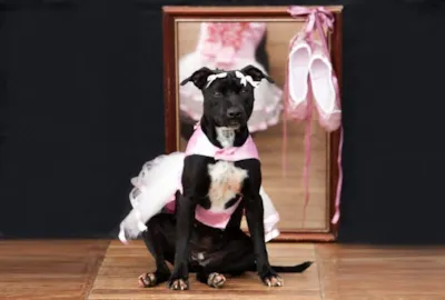 Animais do CBEA participam de feira de adoção e desfile de pets no Festival de Dança de Joinville