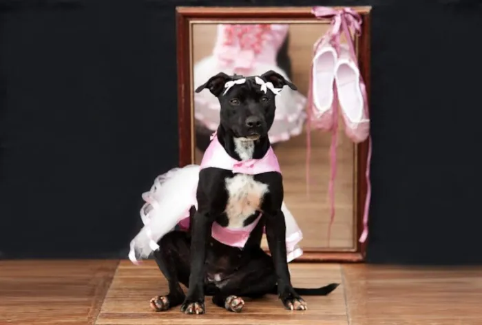 Participe da feira de adoção de animais no Dog Dance Day, parte do Festival de Dança de Joinville. Encontre seu novo amigo de quatro patas no domingo, 26/07, das 10h às 14h.