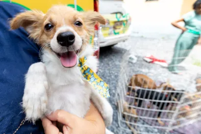 Feira de Adoção de Cães e Gatos em Cuiabá