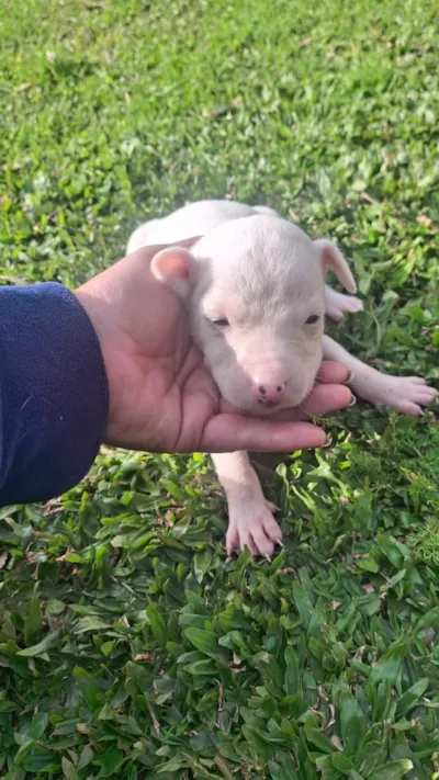 Feira de Adoção Responsável em Caxias do Sul: Encontre seu Novo Amigo!