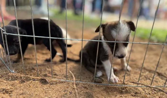 Feira de adoção de cães e gatos em Porto Velho acontece domingo (2). Adote um animal resgatado e dê um novo lar seguro. Saiba os requisitos para adoção responsável.
