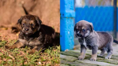 Feira de Adoção de Animais no Canil Municipal