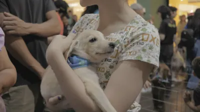 5ª Feira de Adoção da ONG Peludinhos em Porto Velho