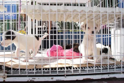 Campanha de Adoção Responsável de Cães e Gatos em Poá