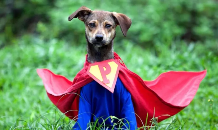 Participe da feira de adoção de animais do CBEA em Joinville neste domingo! Encontre seu novo amigo de quatro patas, todos vacinados, castrados e microchipados. Saiba como adotar.