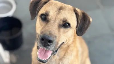 Feira de Adoção de Animais em Indaiatuba