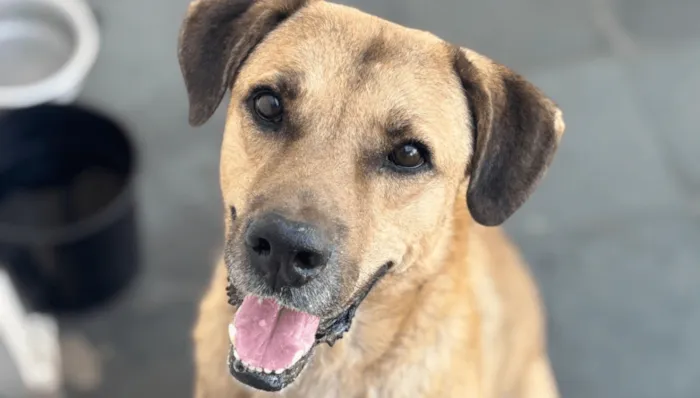 Feira de adoção de animais em Indaiatuba neste sábado (8). Ação das 13h às 17h no Polo Shopping com cães e gatos resgatados pela ONG Focinho Amigo.