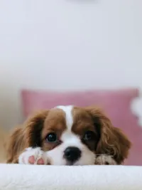Guarda Compartilhada de Pets: Lei 15.392/2026 Explicada