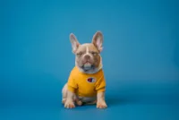 Aluguel Pet Friendly: Proprietário Pode Proibir Animais?