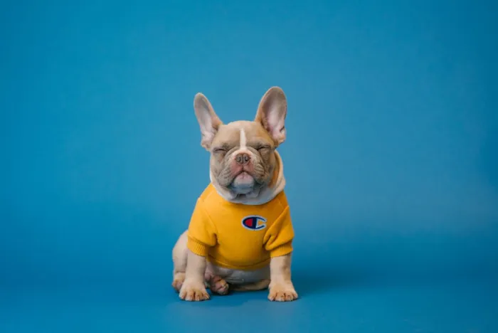 Alugar Imóvel com Pet: O Proprietário Pode Proibir Animais?