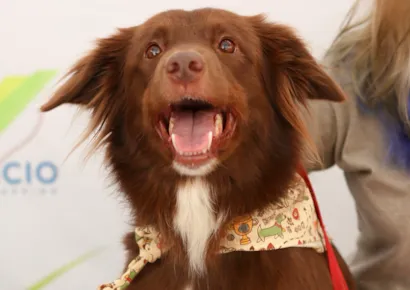 Feira de Adoção Pet no Venâncio Shopping