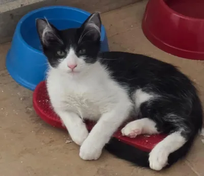 Feira de Adoção de Gatos da ONG Amicats em Campo Grande