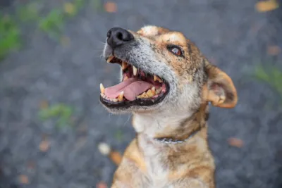 Feira de Adoção de Cães e Gatos em Ribeirão Preto