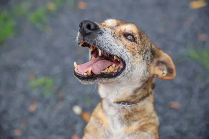 Feira de adoção de cães e gatos em Ribeirão Preto neste sábado (15). Mais de 150 animais esperam por um lar. Saiba como adotar.