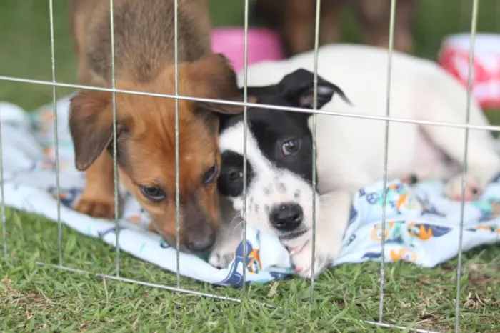 Feira de adoção de cães e gatos em Suzano neste domingo (16), das 10h às 17h, no Parque Municipal Max Feffer. Saiba mais e adote um pet!