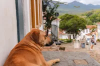 Cão Comunitário: o que é, leis e como cuidar