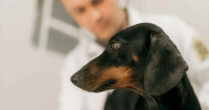 Veterinário examinando um cão dachshund em consulta clínica