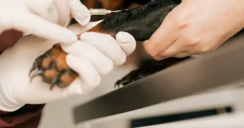 Primeiros Socorros para Cães e Gatos: Guia de Emergência