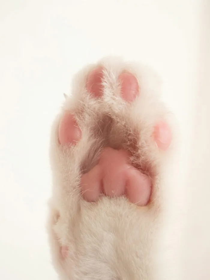 Leishmaniose Canina: Sintomas, Vacina e Coleira