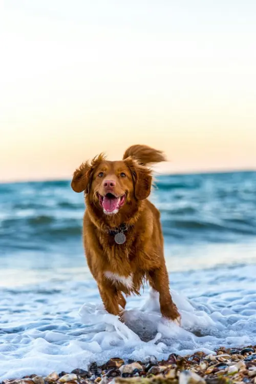 Doença do Carrapato em Cães: Sintomas e Tratamento