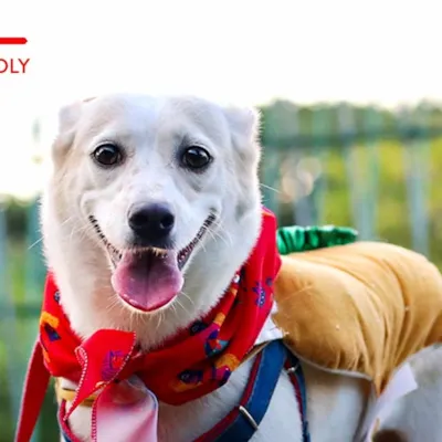 EnCãotro Especial Feira de Adoção no Shopping Recife