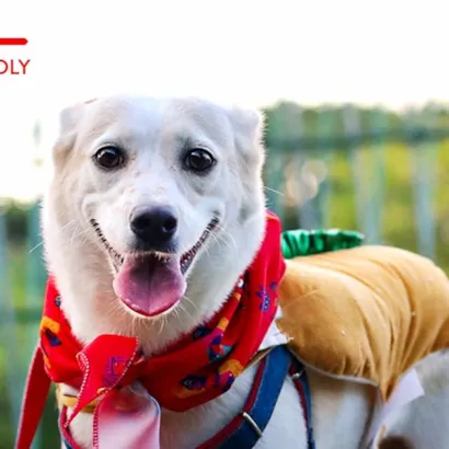 EnCãotro Especial Feira de Adoção no Shopping Recife