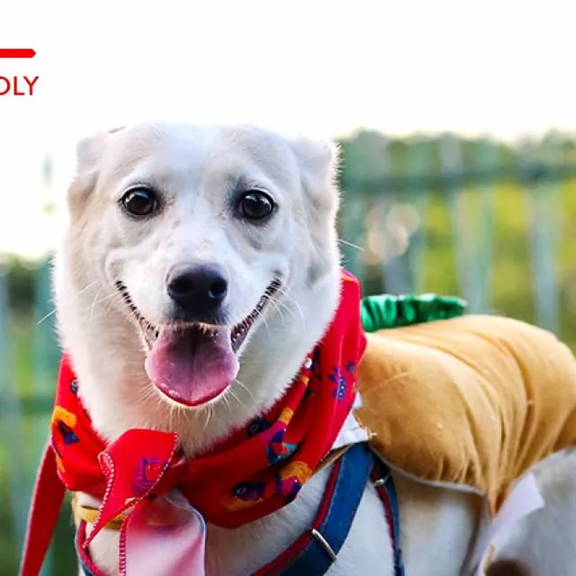 Feira de adoção de cães no Shopping Recife! Encontre seu novo AUmigo em 22 de agosto, a partir das 16h, no ParCão. Traga amor e documentos para uma adoção feliz.