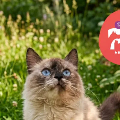 Deu Match com Meu Pet – Feira de Adoção