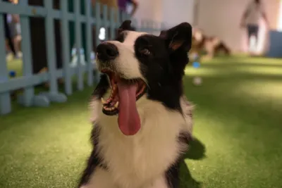 Pet Day com Encontro de Border Collies e Feira de Adoção em Campinas