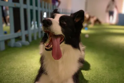 Pet Day no Galleria Shopping, em Campinas, terá feira de adoção, encontro de Border Collies, desfile, palestra e caminhada com pets.