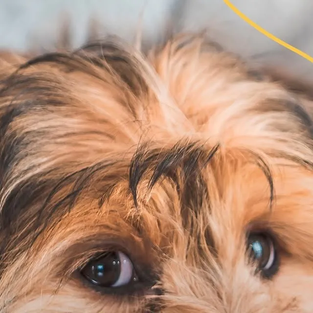 Feira Pet no São Bernardo Plaza Shopping reúne cães e gatos para adoção em parceria com a ONG 100% Proteção Animal.