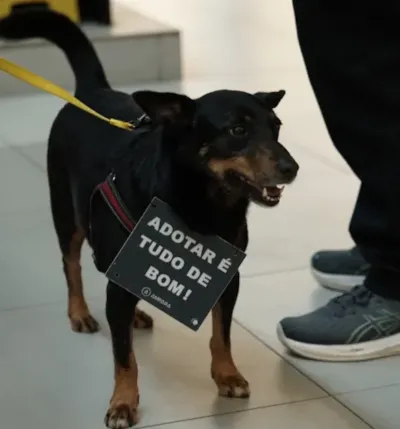 Campanha de adoção de cães e gatos no Carrefour Barra