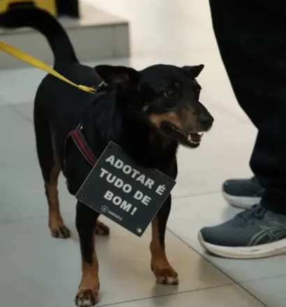 Campanha de adoção de cães e gatos acontece em 22 e 29 de agosto, no Carrefour Barra, no Rio de Janeiro, das 11h às 17h30.