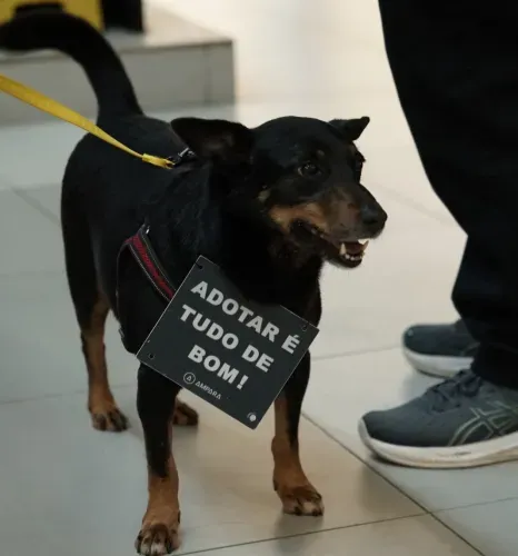 Campanha de adoção de cães e gatos acontece em 22 e 29 de agosto, no Carrefour Barra, no Rio de Janeiro, das 11h às 17h30.