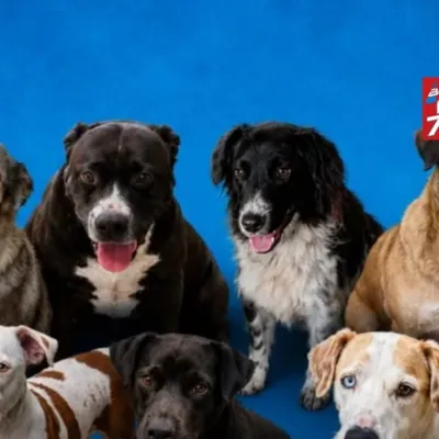 Cães e gatos disponíveis para adoção no Abrigo Municipal de Bragança Paulista