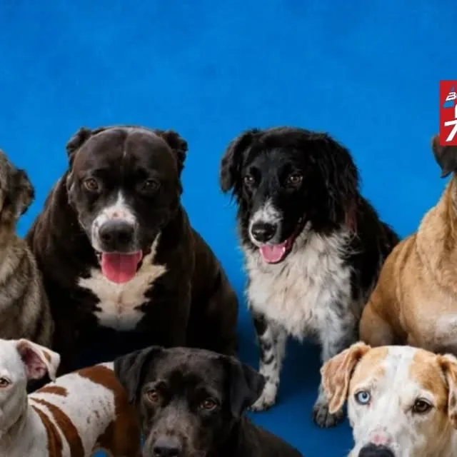 Abrigo Municipal de Bragança Paulista oferece cães e gatos para adoção, com atendimento de segunda a sábado, das 9h às 16h.
