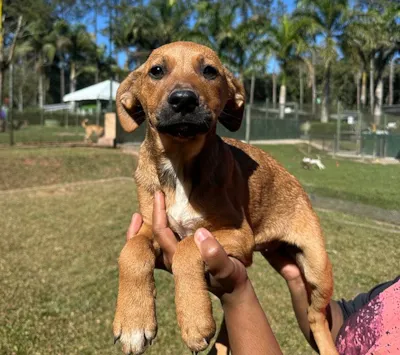 Evento de adoção de cães e gatos no MorumbiShopping