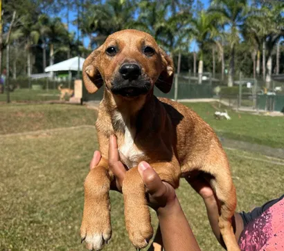 Evento de adoção de cães e gatos no MorumbiShopping