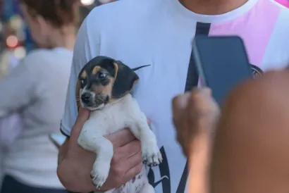 Ação de adoção de cães resgatados na Praça Bolívia