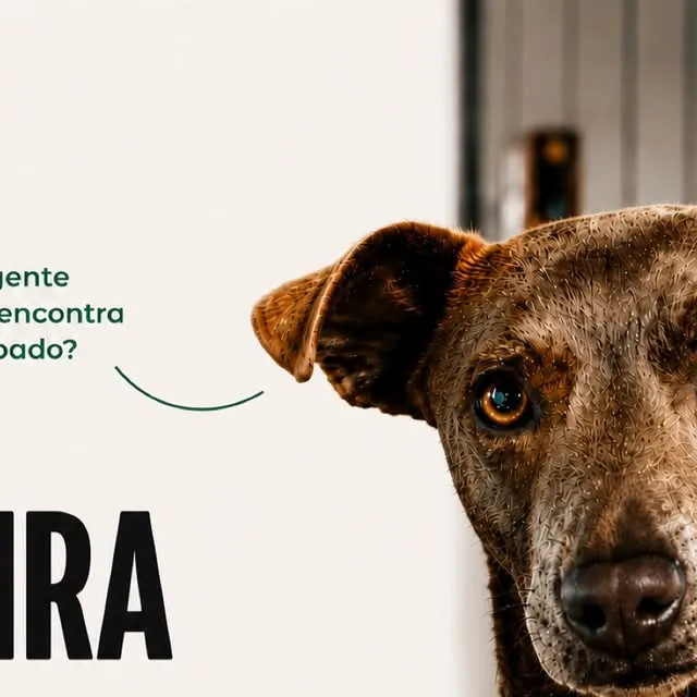 Feira de Adoção de Cães e Gatos da Ong Viva Bicho BC em Balneário Camboriú. Adote um amigo no dia 22 de agosto, das 10h às 15h, no Fort Atacadista.