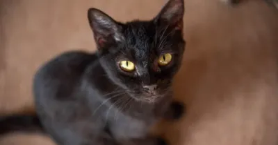 SAAU promove feirinha de adoção de cães e gatos no Shopping Palladium